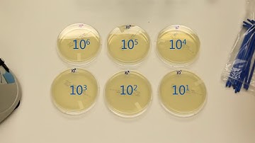 How to Perform Serial Dilutions in Microbiology