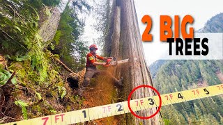 61. 2 Big Beauty Cedars  | Re-Uploaded  (finally did it) by Bjarne Butler 3,895 views 2 weeks ago 49 minutes