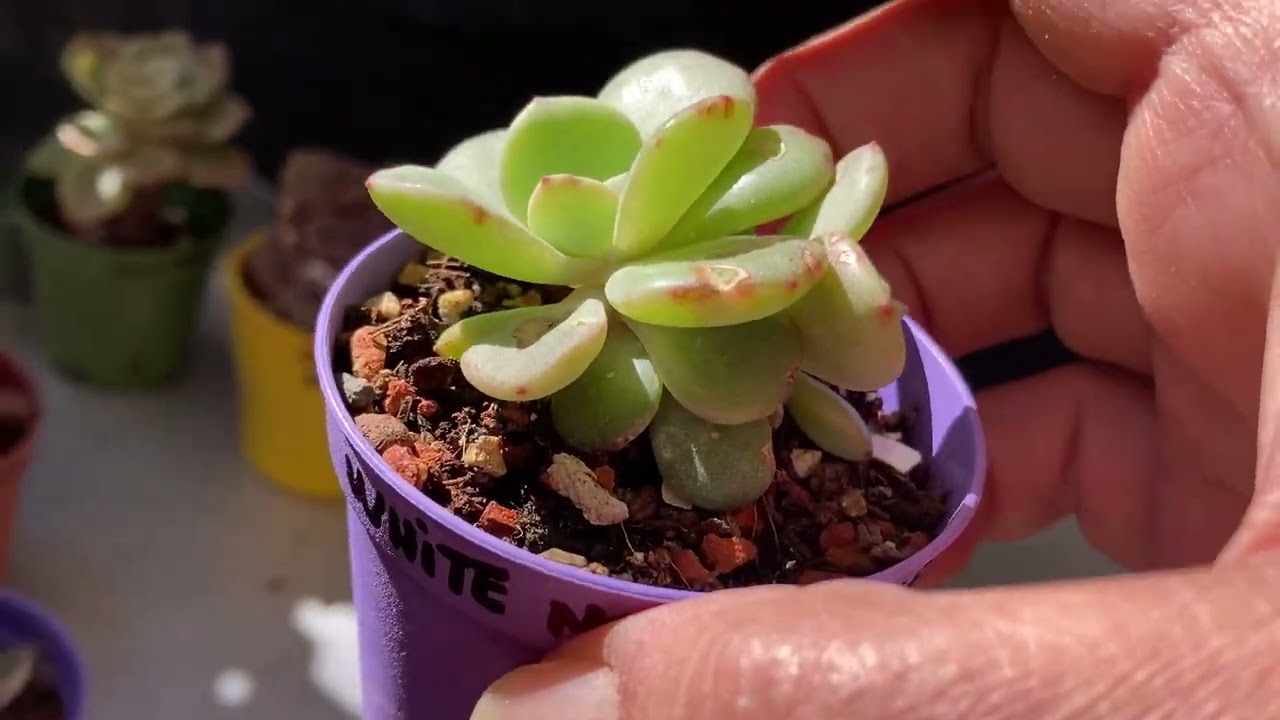 SATIŞ TEPSİSİ/ Yine bir anda kapanan bir video #sukulent #sukulentçeşitleri 