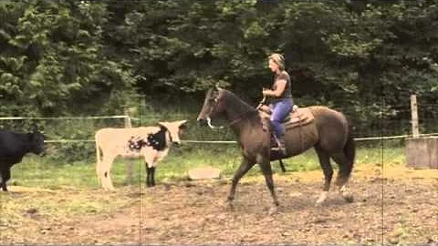 donald weeks sorting lesson for cat