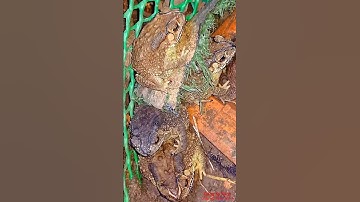 Con Cóc Là Cậu Ông Trời, Con Cóc Ngồi Kiểu Đẹp Quá,