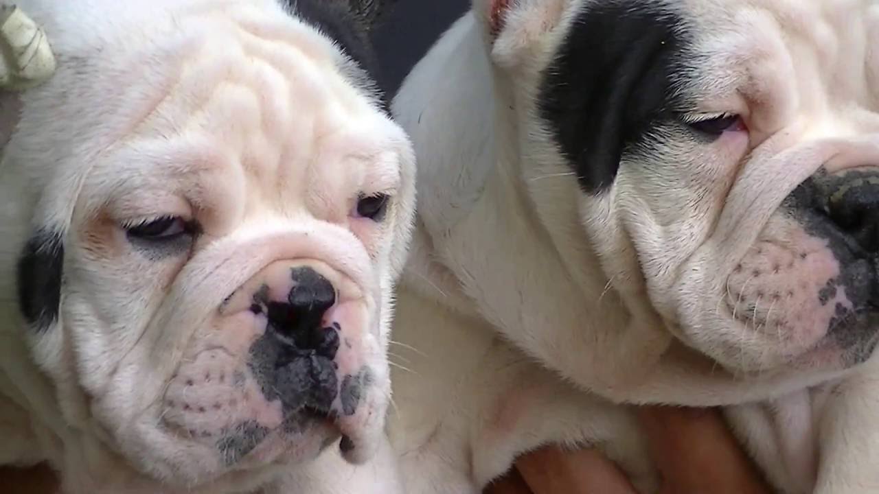 American Bully Exotic Bully Micro Bully Xtreme Pocket Bully Paxblood Youtube American Bully Exotic Bully Micro Bully Xtreme Pocket Bully Paxblood Youtube