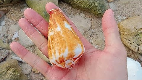 Discover and pick up sea shells washed ashore by the waves | Pick Up Shells With Robin