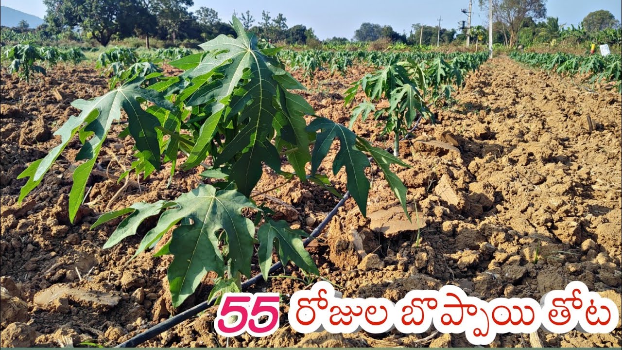 55 రోజుల బొప్పాయి తోట మనది ఏమీ ఏరువులు వేశాము నీటి యాజమాన్యం PAPPAY MAINTENENCE ||AGRI GURU||