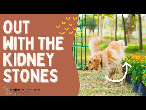 Video: Urate Stones in Dogs