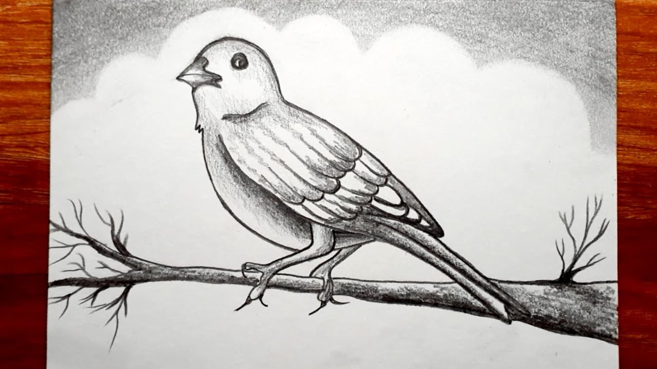 Bird Sitting on Tree Drawing with Pencil Sketch | art, work of art, drawing  | Bird Sitting on Tree Drawing with Pencil Sketch #drawing #sketching # sketch #art #artwork #artist #pencilsketch #pencildrawing #artonline #