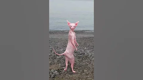 Video 4914821: cat sphynx happy funny, cat dance funny sphynx, cute funny sphynx