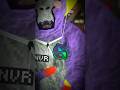 SURPRISING my subscribers in Gorilla Tag