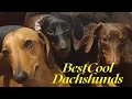 Best funny Dachshund dogs, Ridiculous cuteness Dachshunds living together #petvideos