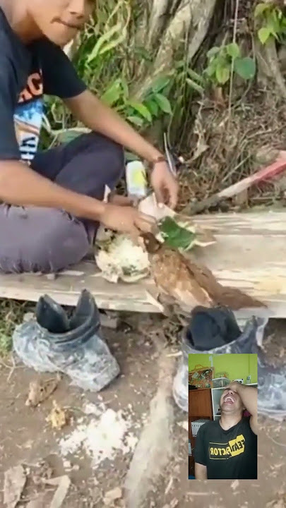 video lucu lagi makan diganggu ayam