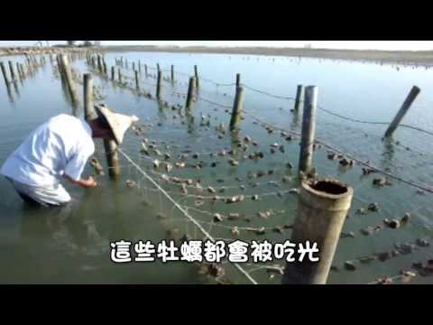 一個地方一個故事-嘉義縣東石鄉白水湖 pic