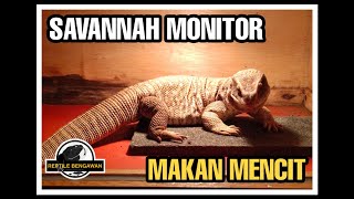 Memberi Makan Savannah Monitor / Savmon Rakus Banget!