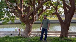 Gumbo Limbo Trees Transplant/The Large Tree Transplant Experts/Large Trees and Palms Installed