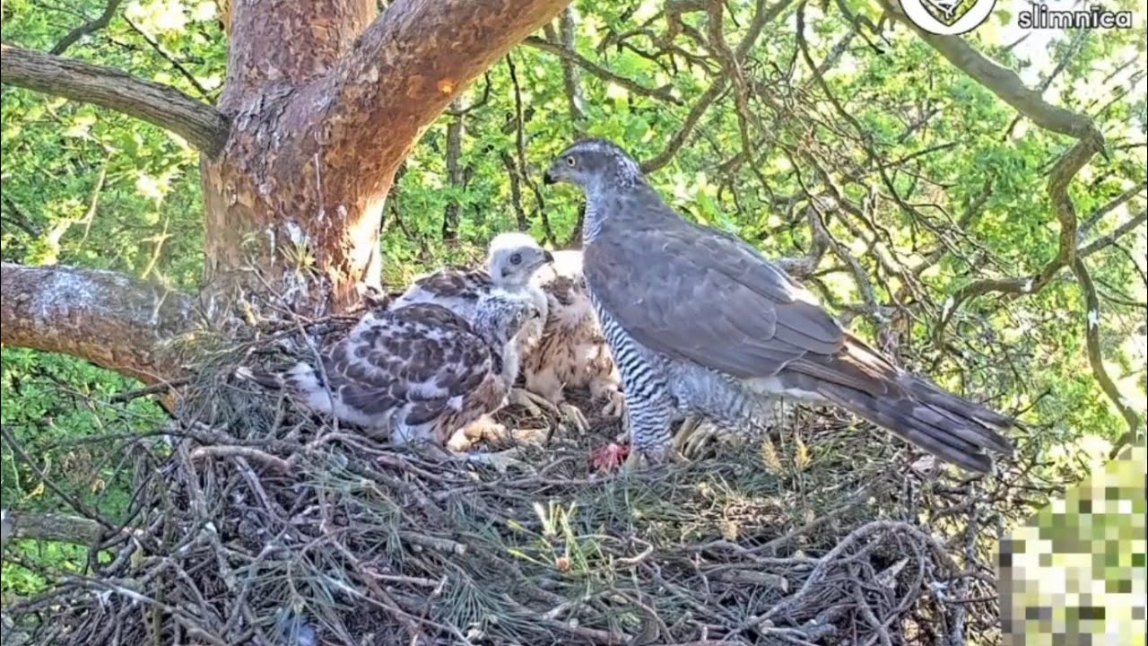 Four chicks get their first breakfast feeding from Mom | Vistu vanags | Goshawks | May 30, 2025