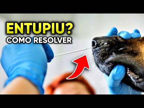 Vídeo: O que está causando o nariz duro do seu cão e como você pode tratá-lo?