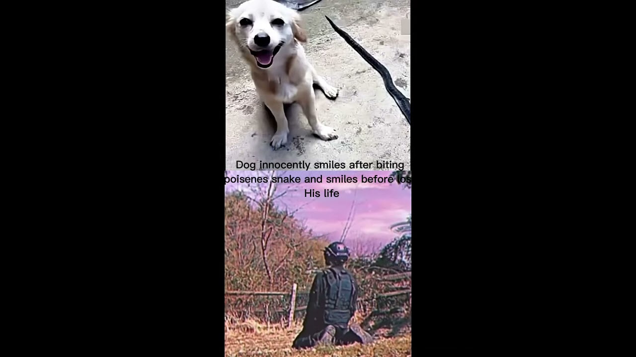 Dog smiles after biting poisonous snake to save gis owner after losing it life