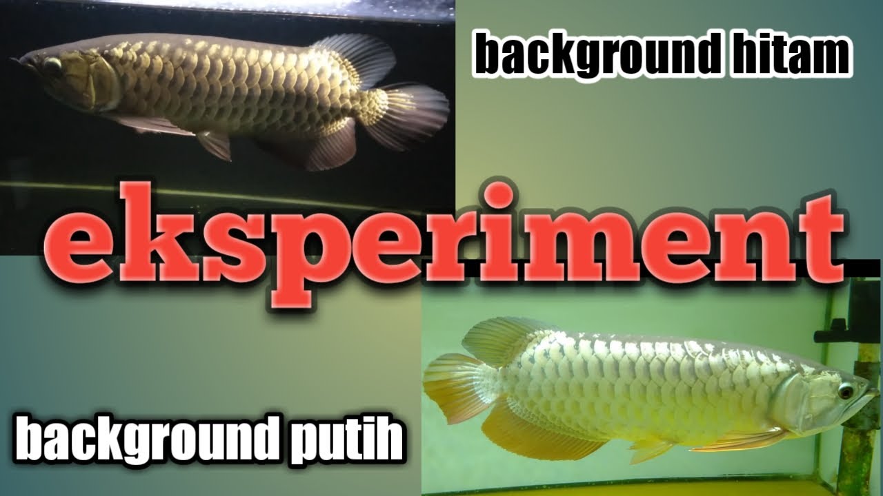 Review Arowana Highback Di Aquarium Tank Background Hitam Youtube