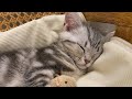 funniest cats and dogss    hilarious animal compilation 335
