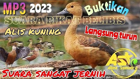 SUARA PIKAT 🔴 AMPUH BELIBIS ALIS KUNING SEMAR KUNCUNG