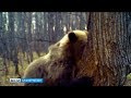 В нацпарке «Башкирия» сняли на видео, как медведь ворует мед