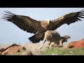 How eagles hunt wolves  eagle attacks caught on camera