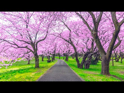 Видео: лечебная музыка для сердца и сосудов 🌿 успокаивает нервную систему и радует душу, Нежная музыка #62