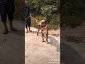 [COBRA]son of bettal badmash//bully kutta//pakistani bully dog tiktok videos//