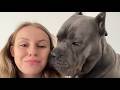 Dieser 64 Kilo Cane Corso Glaubt Ihr Mann Zu Sein Sie War 14 Monate Lang Nicht Allein