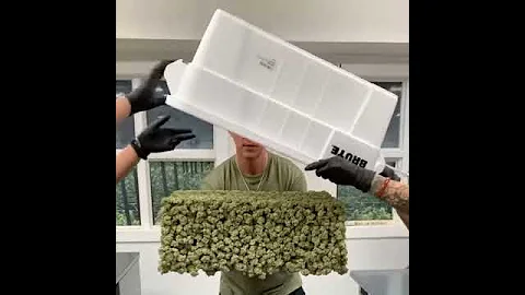 Самый липкий сорт каннабиса