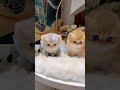 愛らしい子猫に心が溶けていく。 #猫 #子猫 #可愛い