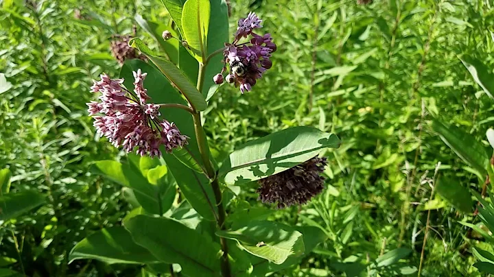 It's all about the Common Milkweed - DayDayNews