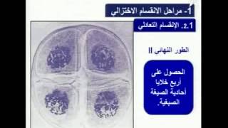 نقل الخبر الوراثي عبر التوالد الجنسي (علم الوراثة البشرية)