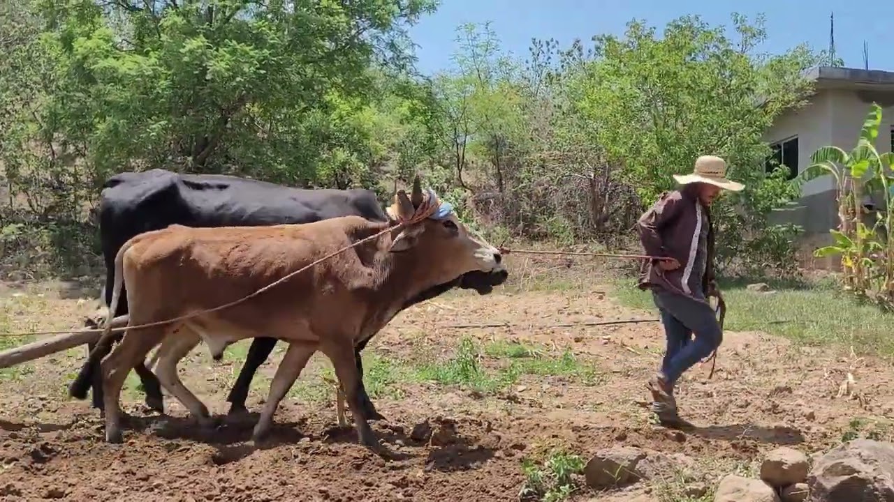 Toros🦬Nuevos ya están listos ✅️para trabajar🦬