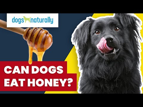 Video: Is honing slecht voor honden?