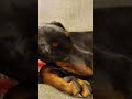 that just my baby dog yeah