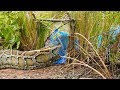 Awesome Big Snake Trap Using Perch Snare Trap - How To Make Big Python Snake Trap Work 100%
