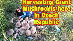 Filipina and Czech couple harvesting Mushrooms