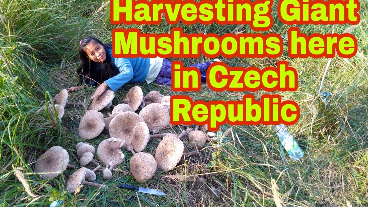 Harvesting Mushrooms with Czech Husband