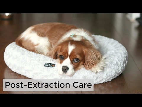 Video: Pleje af hunde efter tandfjerning