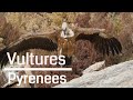 Vultures in Pyrenees / Spain 4K