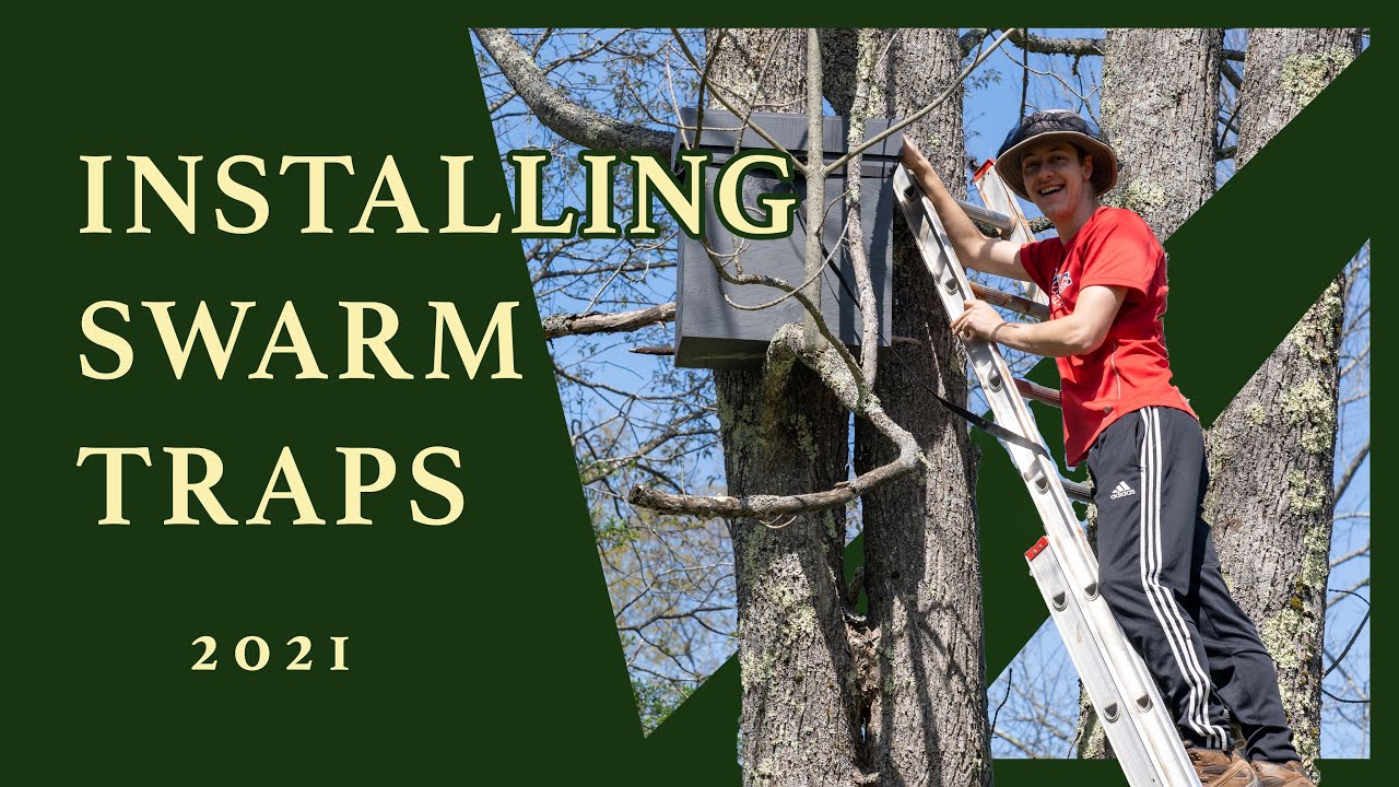 Setting Up Swarm Traps 2021 - YouTube