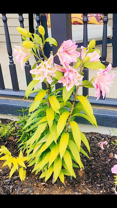 Mi jardin floreciendo con lilies🌸