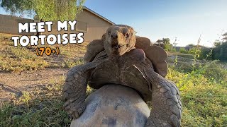 Meet My Tortoises! (Feeding, Enclosures, and More) - Daily Routine