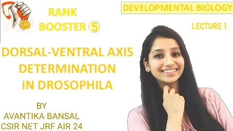 DORSAL VENTRAL AXIS DETERMINATION in Drosophila-Rank booster|Developmental biology lecture 1|Csirnet