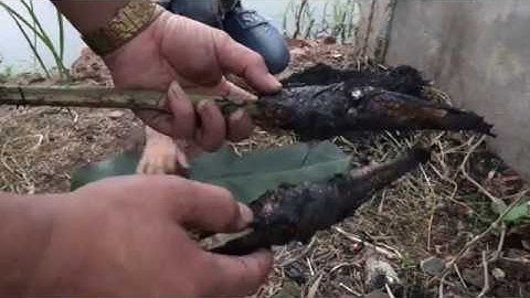 Cá Chuối nướng rơm thơm ngon bổ dưỡng. video hay quá không xem hơi phí.