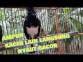 PANCINGAN AMPUH KACER GACOR AMPUH | COCOK UNTUK KACER BAHAN  AGAR CEPAT GACOR DAN BUKA EKOR