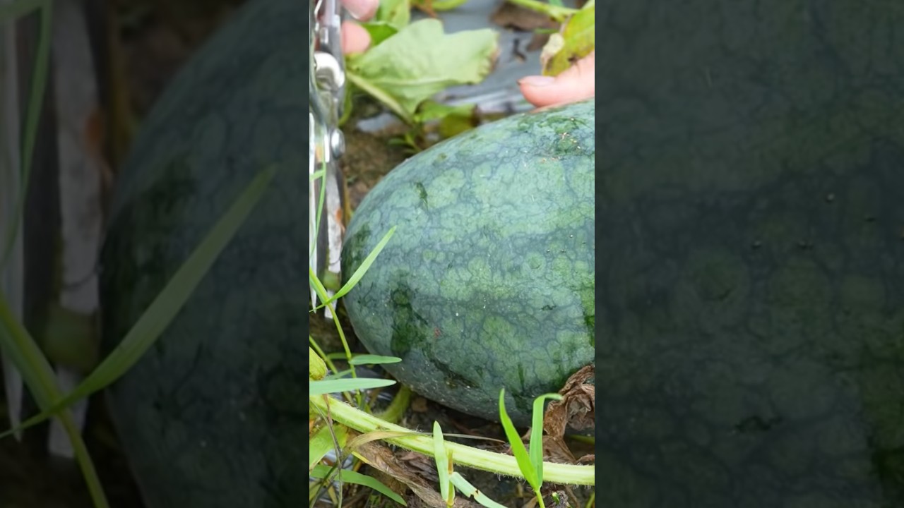 Summer fruits #watermelon #shortvideo #youtube
