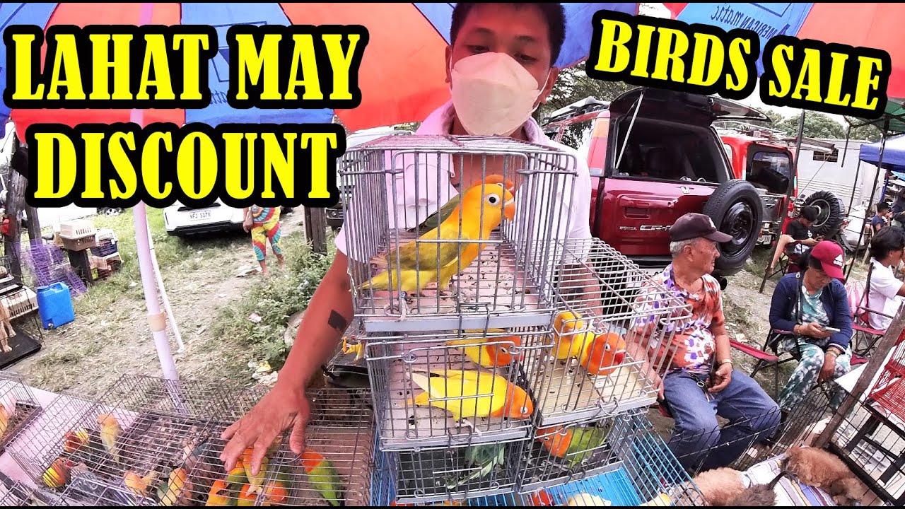 BIRDS SALE MAGAGANDANG IBON ANG DALA NILA.