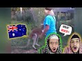 Arab muslim brothers react to man fights kangaroo compilation best funnys