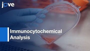 Neural Stem Cells infection for Immunocytochemical Analysis | Protocol Preview